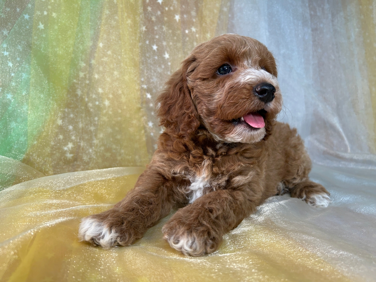 Male Red and White F1b Cockapoo Puppy for Sale DOB 6-3-2025 $950